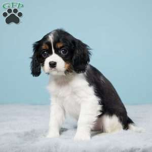 Cleo, Cavalier King Charles Spaniel Puppy